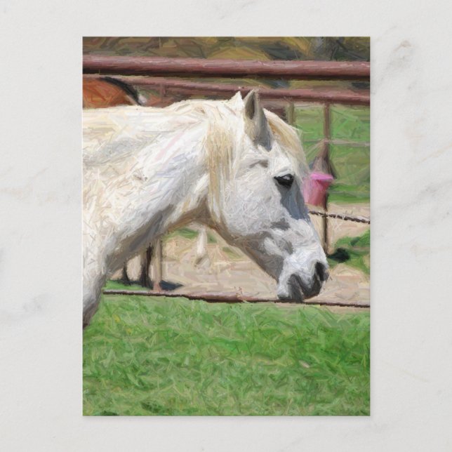 white horse pencil artwork postcard (Front)