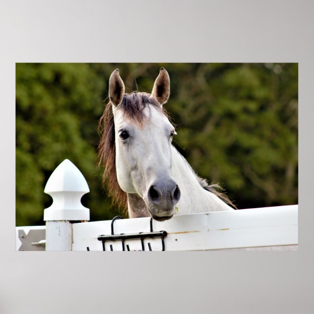 White Horse Photo Poster (Front)