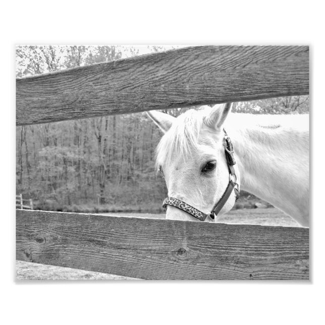 White Horse Photo Print (Front)