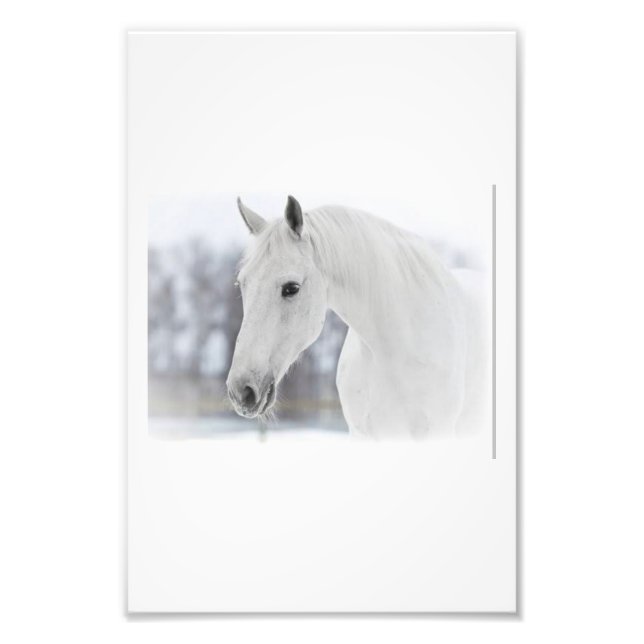 White horse  photo print (Front)
