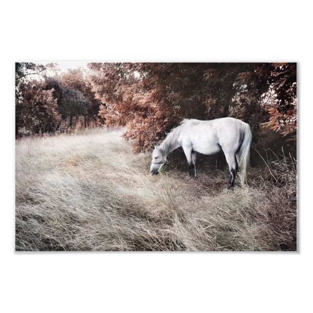 White Horse Photo Print (Front)