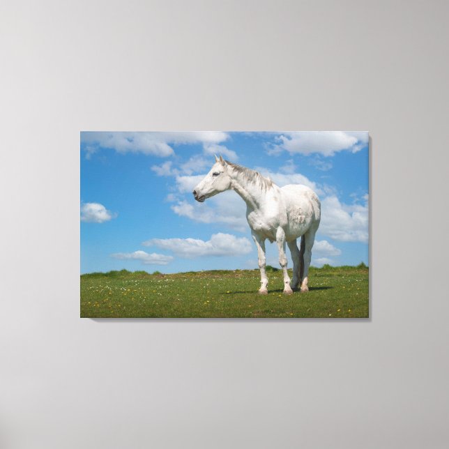 White Horse Photography Canvas Print (Front)