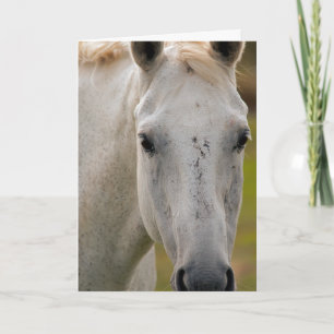 White Horse Portrait Card