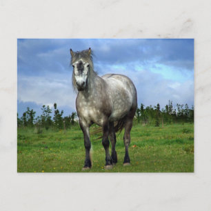 White horse portrait postcard