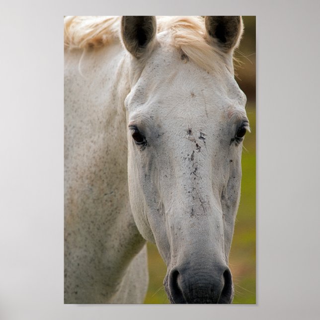 White Horse Portrait Poster (Front)