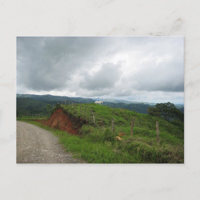 White Horse Postcard (Front)