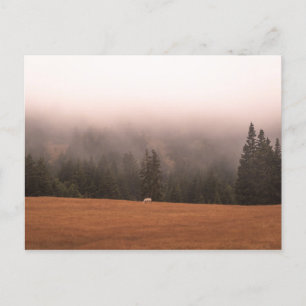 White Horse Postcard