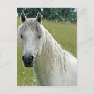 White Horse Postcard