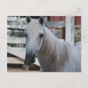 white horse postcard