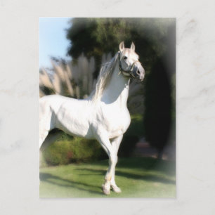 White Horse Postcard
