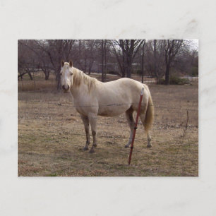 White Horse postcard
