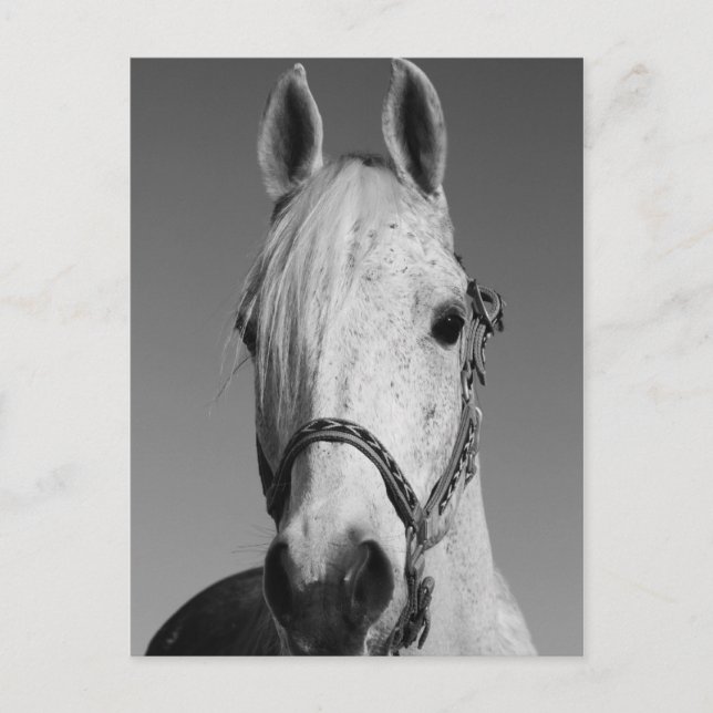 White Horse Postcard (Front)