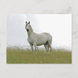 White Horse Postcard