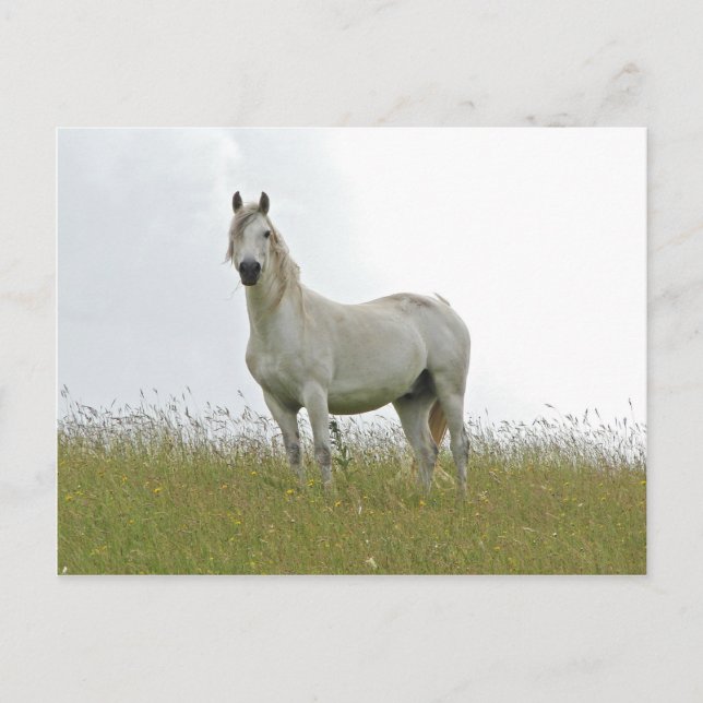 White Horse Postcard (Front)