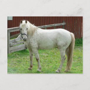 White Horse Postcard