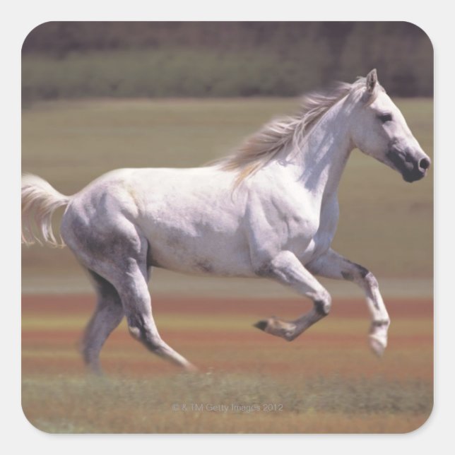 White horse running in field square sticker (Front)