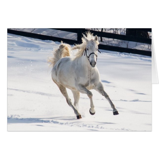 White Horse Running In Snow (Front Horizontal)