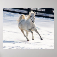 White Horse Running In Snow