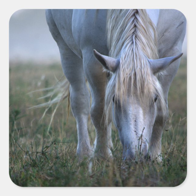 White Horse Square Sticker (Front)