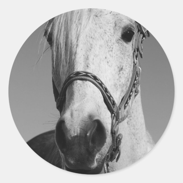 White Horse Sticker (Front)