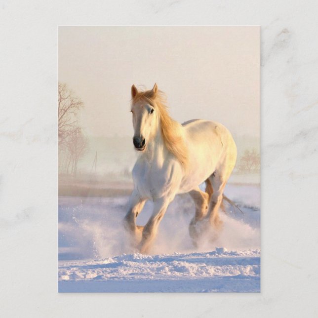 White Horse, White Snow Postcard (Front)