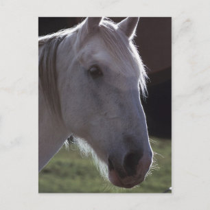 White Horsehead Postcard