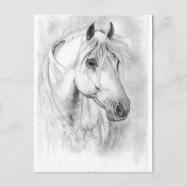 White Horses head Postcard (Front)