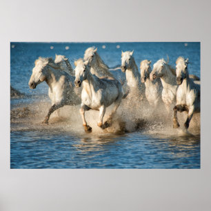 White horses of Camargue, France Poster