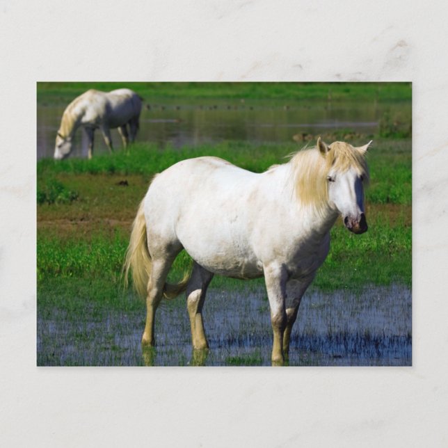WHITE HORSES POSTCARD (Front)