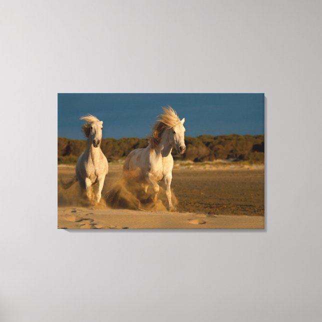 White Horses Running On Beach | Camargue, France Canvas Print (Front)