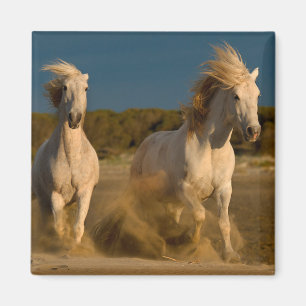 White Horses Running On Beach Camargue, France Magnet