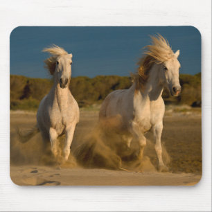 White Horses Running On Beach Camargue, France Mouse Pad