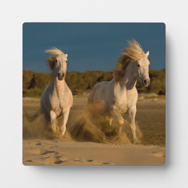 White Horses Running On Beach | Camargue, France Plaque (Front)
