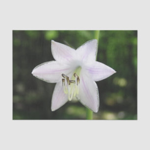 White Hosta Flower Tissue Paper