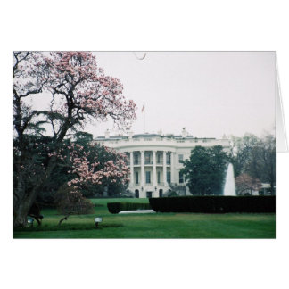 White House with Cherry Blossoms