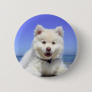 White Husky Puppy with Blue Eyes 6 Cm Round Badge
