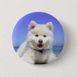 White Husky Puppy with Blue Eyes 6 Cm Round Badge