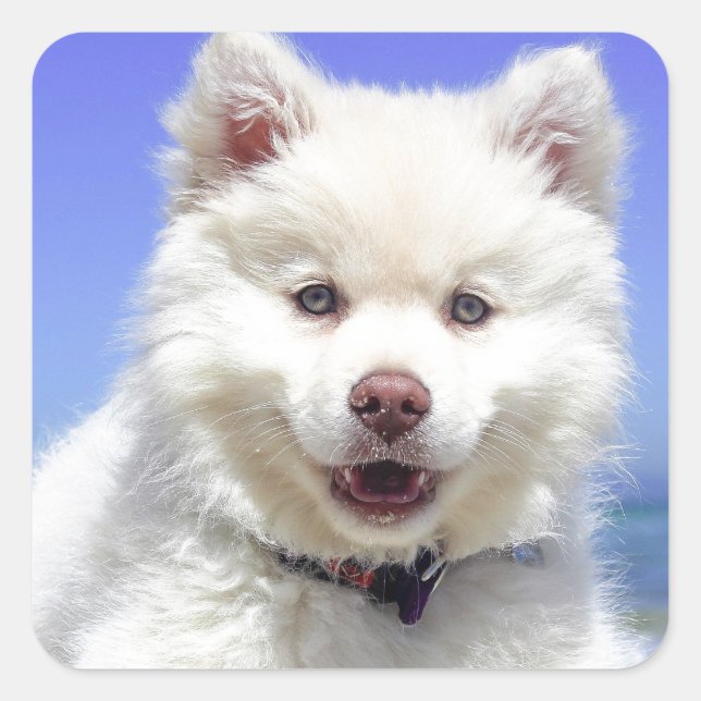 White Husky Puppy with Blue Eyes Square Sticker (Front)