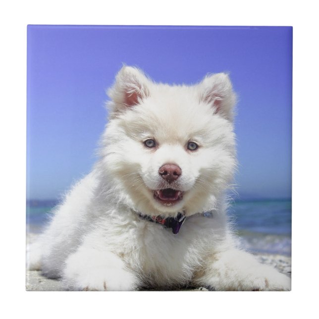 White Husky Puppy with Blue Eyes Tile (Front)