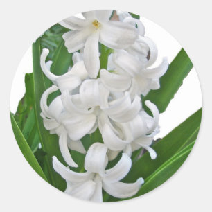 White Hyacinths Stickers