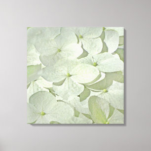 White Hydrangea Canvas Print