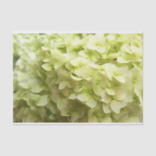 White Hydrangea flower background Tissue Paper