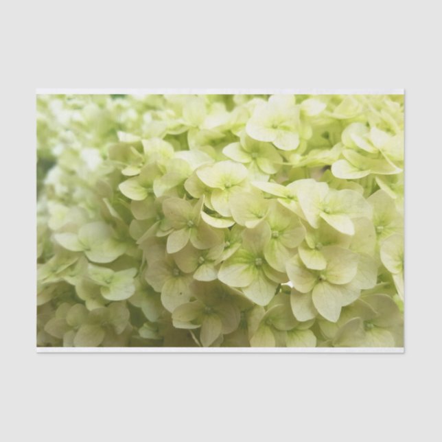 White Hydrangea flower background Tissue Paper (Front)