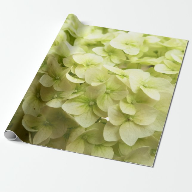 White Hydrangea flower background Wrapping Paper (Unrolled)