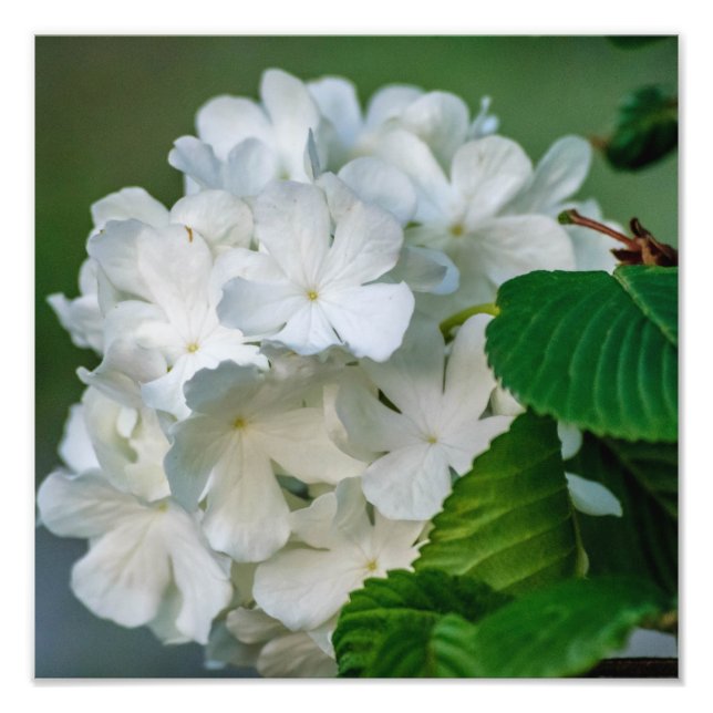 White Hydrangea Photo Print 12x12 (Front)