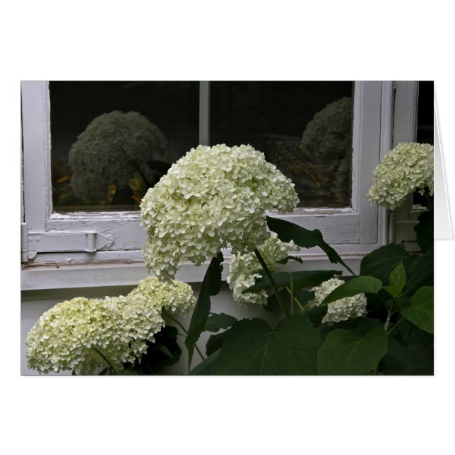 White Hydrangeas (Front Horizontal)