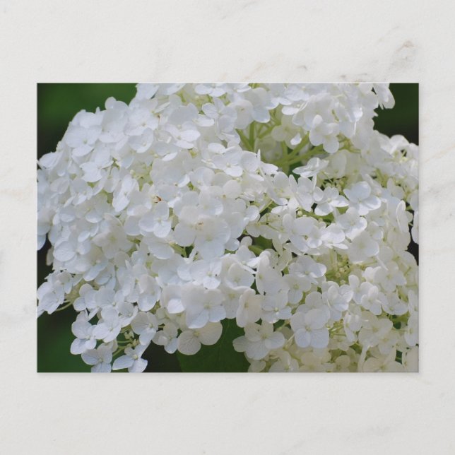 White Hydrangeas Postcard (Front)