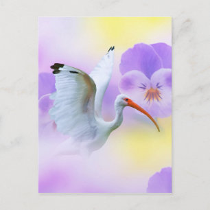 White Ibis and Pansies Postcard