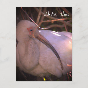 White Ibis Bird Photo Postcard