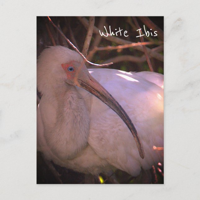 White Ibis Bird Photo Postcard (Front)
